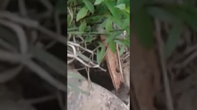 Нашли гигантского паука смотреть онлайн