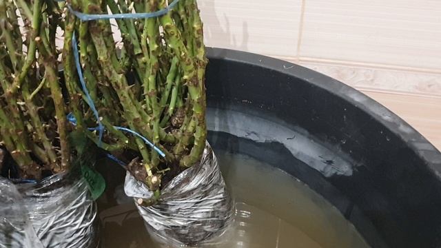 Мои саженцы роз за три дня выпили ведро воды. смотреть онлайн