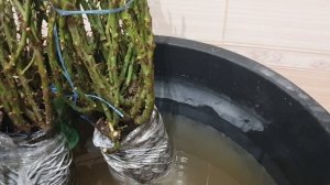 Мои саженцы роз за три дня выпили ведро воды.