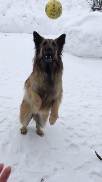 Вау! Крутая собака #игры #собака #юмор смотреть онлайн