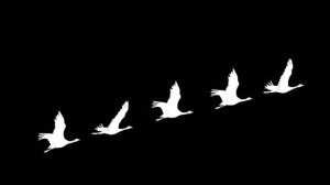 Журавли - футаж