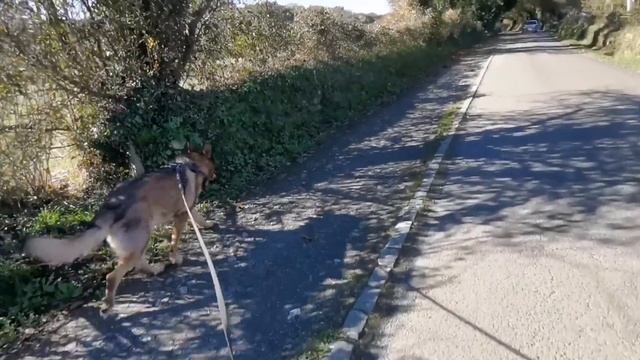 NO HAGAS el CAMINO DE SANTIAGO con tu PERRO|CAMINO DE SANTIAGO con un PERRO de 45 KILOS. смотреть онлайн