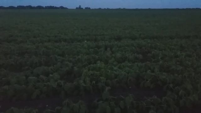 15,06,2018 Кордоба, Оникс, якісна Інокуляція сімян робемо висновки смотреть онлайн