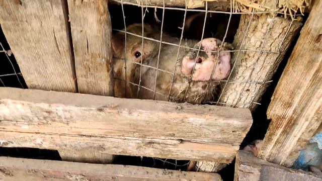 Ева у бабушки в деревне/ Щенки/ Козлята/ Как накормить животных/ Развлечения/Мультики / Часть -2 смотреть онлайн