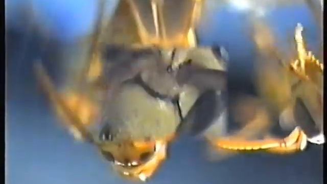 Guêpes Polistes hebraeus смотреть онлайн