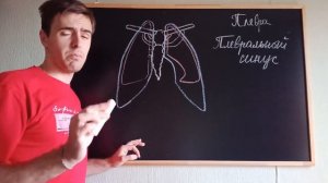 Плевра: Отделы, Полость, Синусы, Границы. Топографическая Анатомия и Оперативная Хирургия (ТАиОХ)