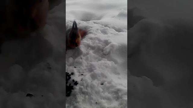 Белка смотреть онлайн
