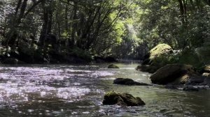 🌲 ЛЕСНАЯ РЕКА 🌳