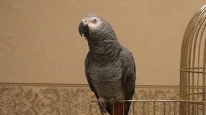 Говорящий попугай Жако