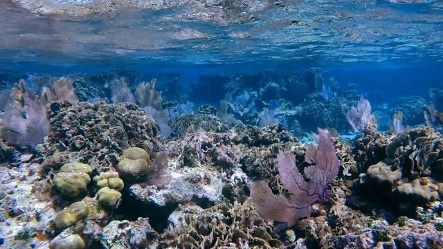 Great Barrier Reef, Australia | 4K | Travel Documentary | Underwater | #travel #trending смотреть онлайн