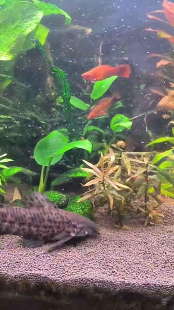 #relax #relaxing #aquarium #aquascape #fish #аквариум #аквариумистика #животные #гуппи #таракатум смотреть онлайн