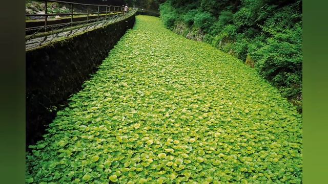 Vasabi - Wasabia Japonica