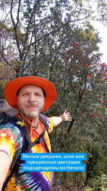 Цветущие рододендроны на треке в Непале #непал #гималаи #путешествия #рододендрон смотреть онлайн