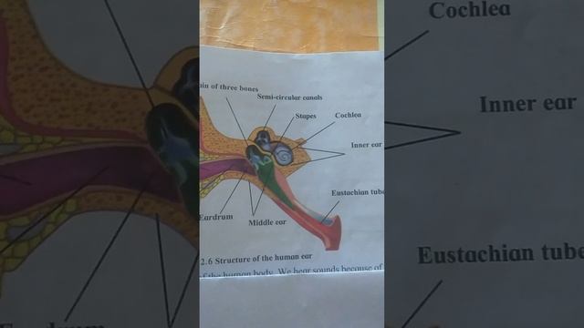Structure of the human ear смотреть онлайн