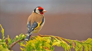 Звук Пения Щегла. Голос Щегла