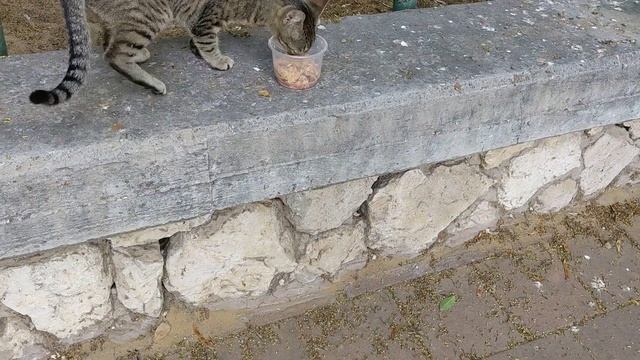Серая кошка кушает немножко 😻😸 Grey cat eating soup on the street 🐈 Funny cats 😹 Kucing lucu 😺 Meme смотреть онлайн