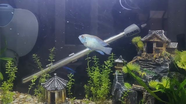 Uk home tropical fish feeding time смотреть онлайн