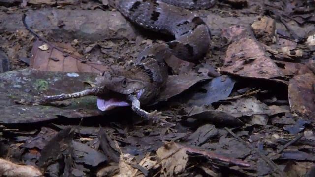 Xenodon sp mangeant Rhinella margaritifera смотреть онлайн