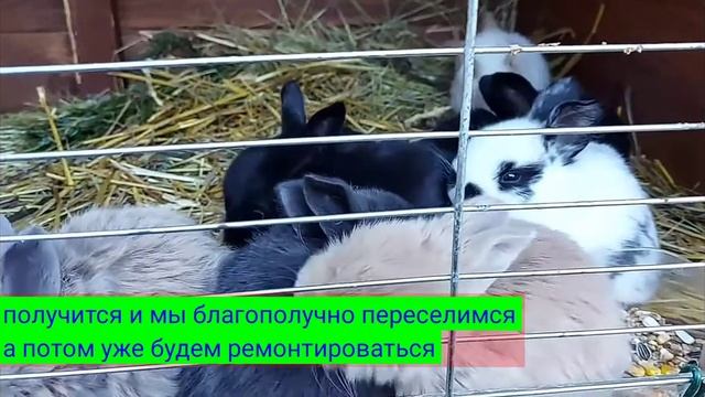 Кролики маленькие смотреть онлайн