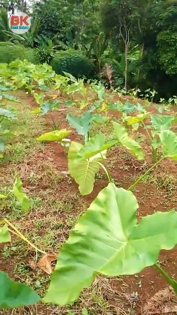 Kebun Tanaman Yang Lagi Viral смотреть онлайн