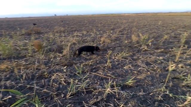 Охота на зайца смотреть онлайн