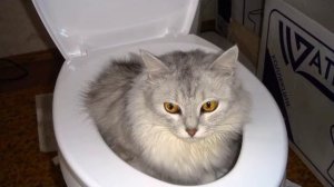 она какает в туалете