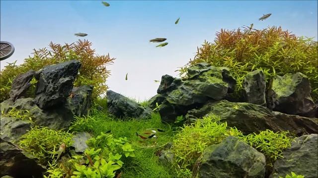 60P Aquascape Timelapse смотреть онлайн
