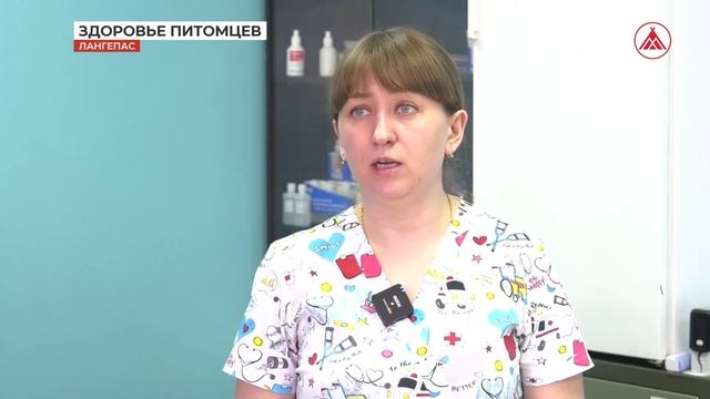 Зоозащитная акция «Веснушка» в действии в Лангепасе смотреть онлайн