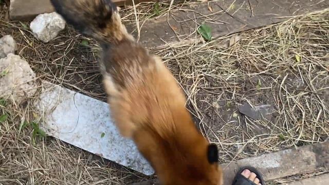 Довольная лиса грызёт ноги