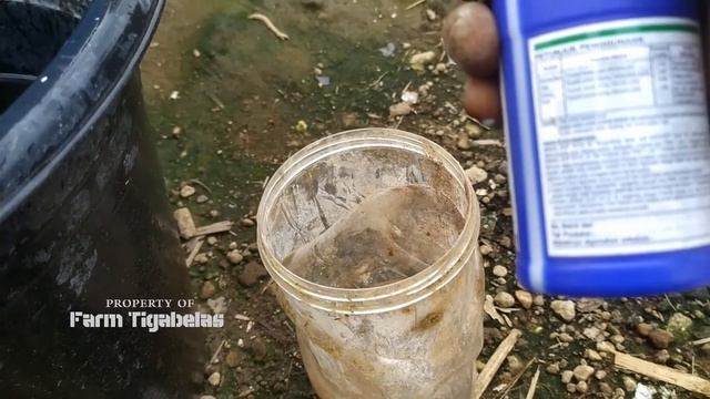 TOMAT REMPAI CHUNG - REMPAI LOKAL ( 45 HARI ) смотреть онлайн