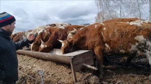 Бычки на продажу на племя