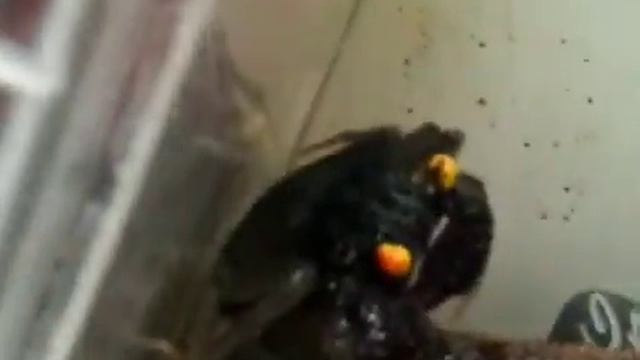 Geosesarma sp. смотреть онлайн