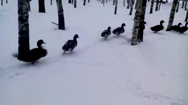утиный марш смотреть онлайн