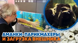 Аквариумные новости с Владимиром Ковалёвым (11.04.2025). Аманки парикмахеры и загрузка внешника.