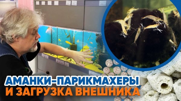 Аквариумные новости с Владимиром Ковалёвым (11.04.2025). Аманки парикмахеры и загрузка внешника.