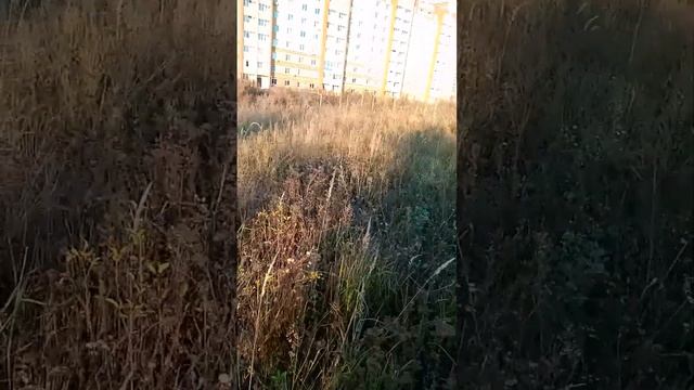кормим индоуток (шипунов) смотреть онлайн