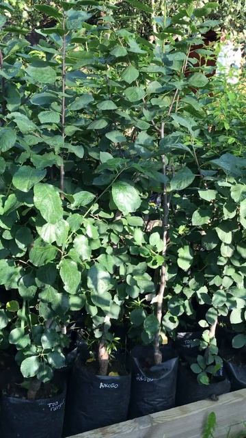 Саженцы 2-летней сливы в контейнерах - Агро Сад смотреть онлайн