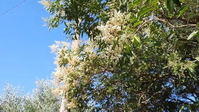 Что за дерево 🌳 без названия...