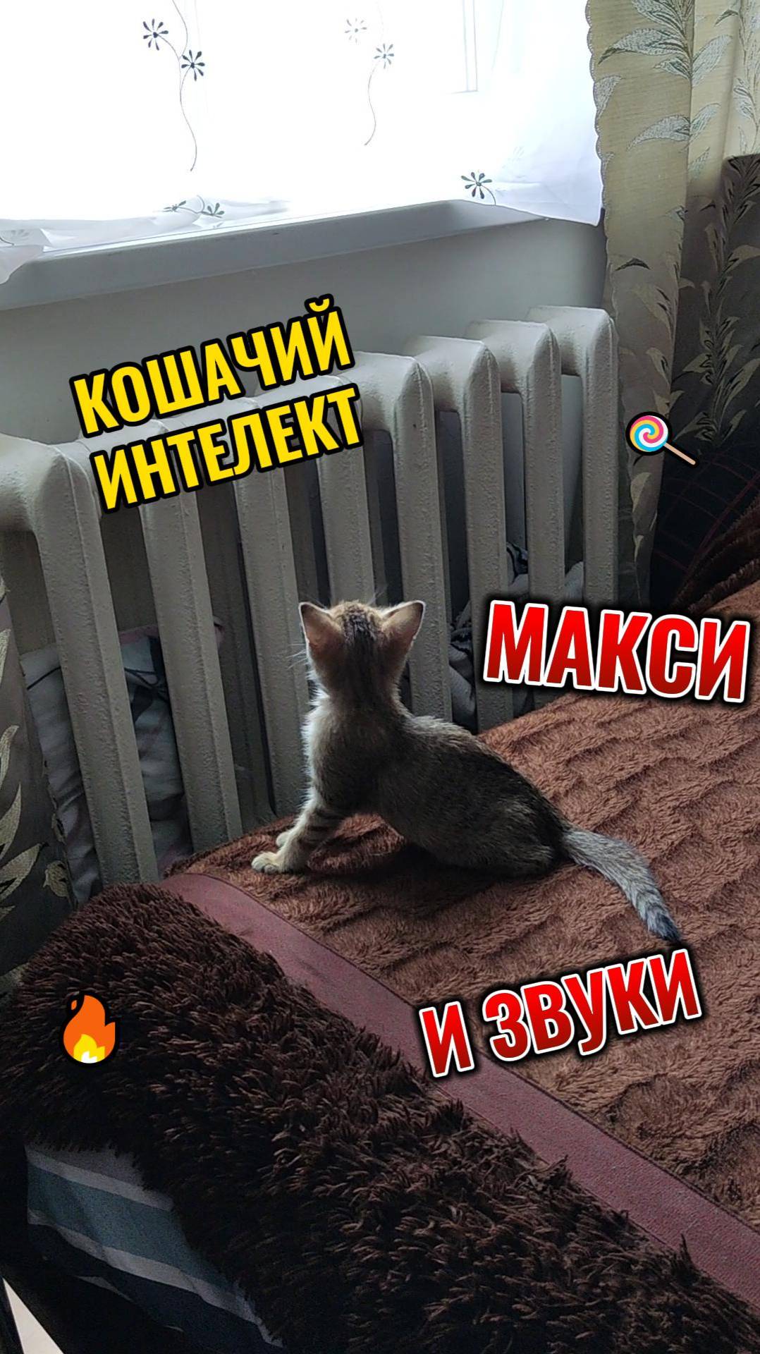 КОШАЧИЙ ИНТЕЛЕКТ