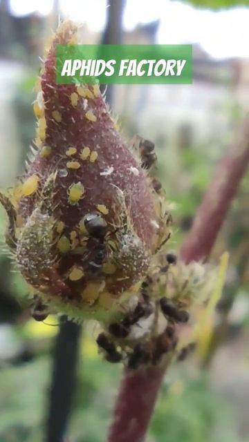 Aphids factory #hydroponics #hydroponicgarden #rooftopgardening смотреть онлайн