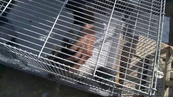 НАМАНГАН КАБУТАРЛАРИ