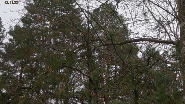 Кисловодск семейная прогулка в верх, изобилие белок, просто кайф, ⛰️👀👪 13.11.23 смотреть онлайн