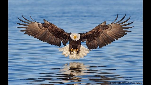 Покемон МС - Эчпочмак смотреть онлайн