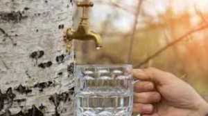 11 апреля - Берещенье. Традиции и народные приметы