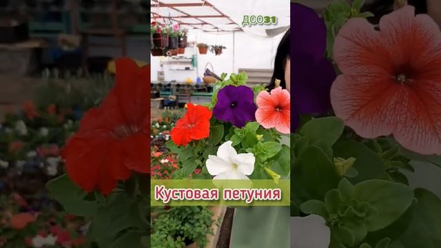 Моя теплица 26 апреля 2023г #рассада #петуния #теплица #ампельнаяпетуния смотреть онлайн