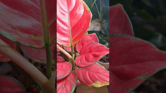 Прекрасный вечер с любимыми растениями смотреть онлайн