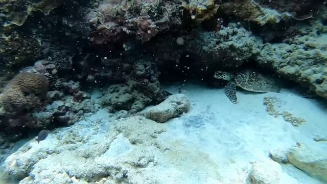 island daily with GIANT MANTA RAY смотреть онлайн