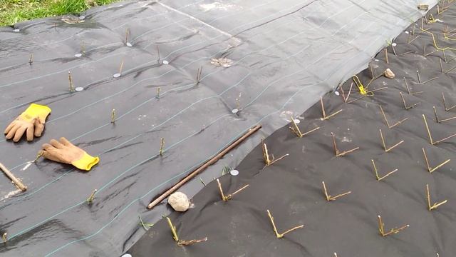 Крепеж для агроткани и геотекстиля. Зачёт. Время покажет прочность #ива #лоза #геотекстиль #крепёж смотреть онлайн