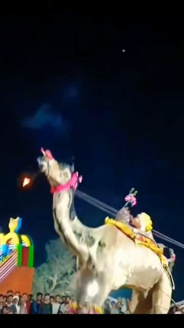 Rajasthan Camel Dance #shorts #viralshorts #youtubeshorts #camel #dance #dancevideo смотреть онлайн