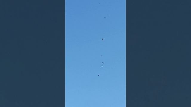 Серпастые николаевские голуби Волгодонск смотреть онлайн